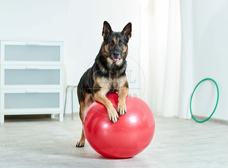 090556 Deutscher Schaeferhund