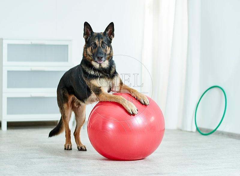 090557 Deutscher Schaeferhund