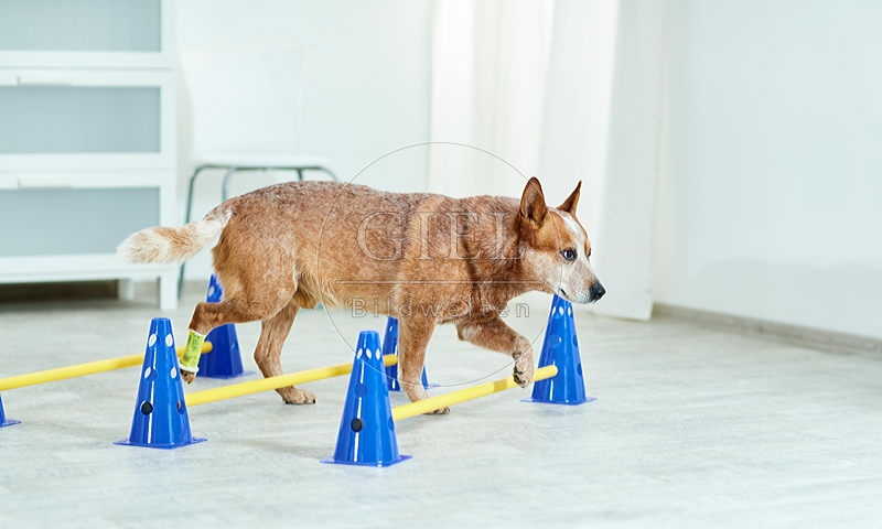 090558 Australian Cattle Dog