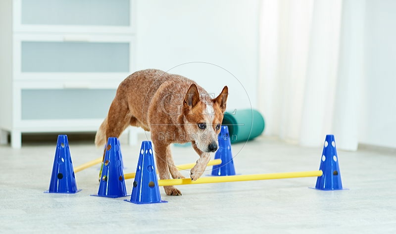 090559 Australian Cattle Dog