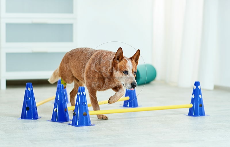 090560 Australian Cattle Dog