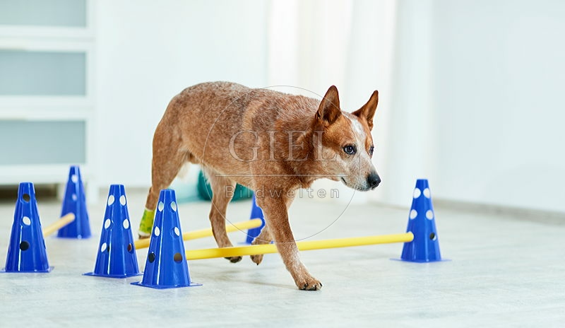 090561 Australian Cattle Dog