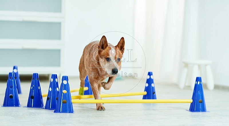 090562 Australian Cattle Dog