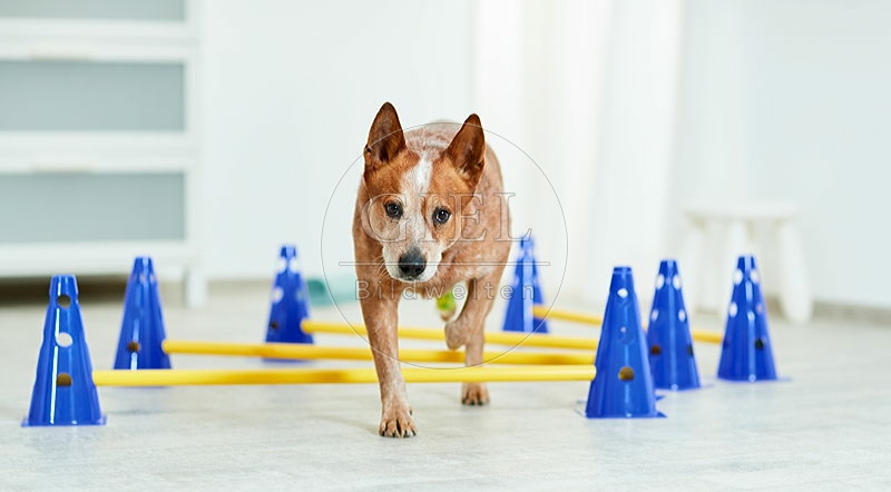 090565 Australian Cattle Dog