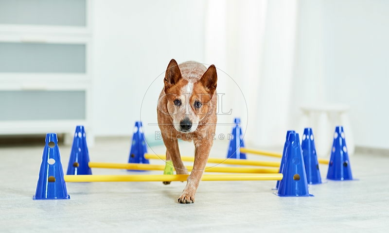 090567 Australian Cattle Dog