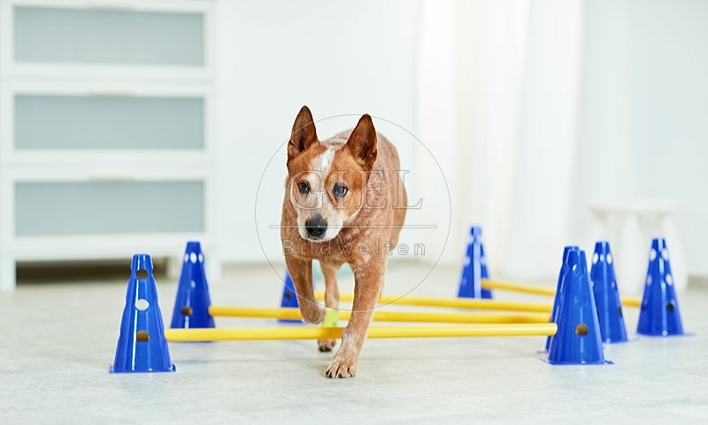 090568 Australian Cattle Dog