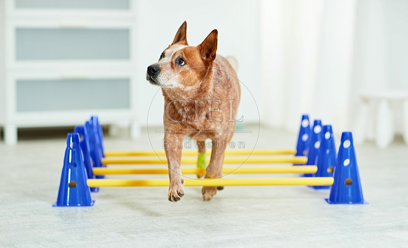 090570 Australian Cattle Dog