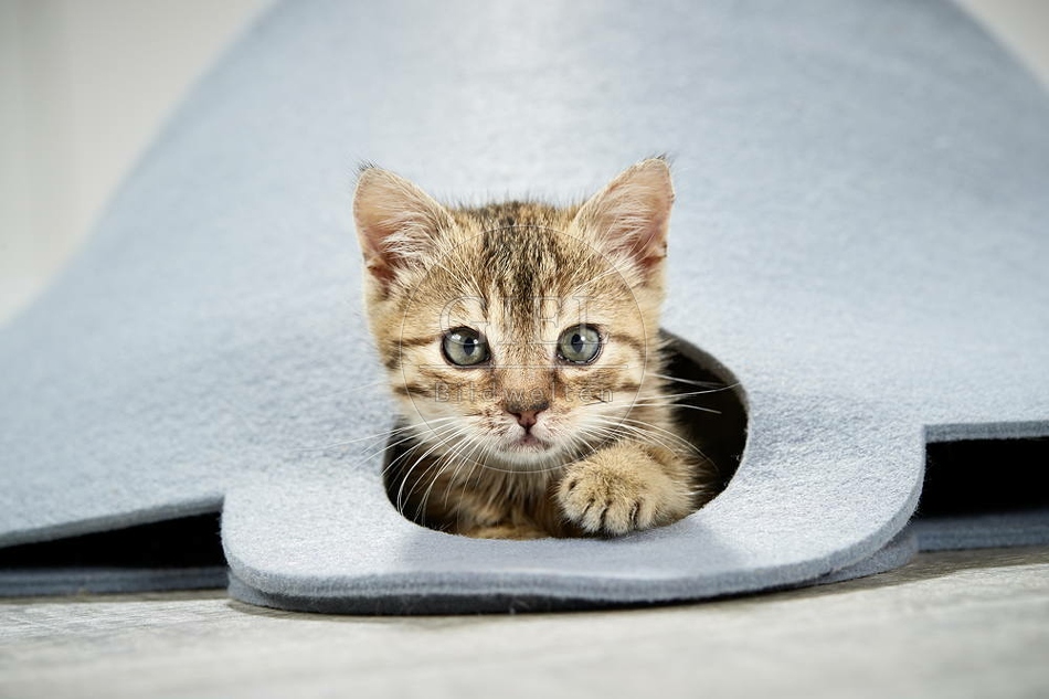 105492 junge Hauskatze