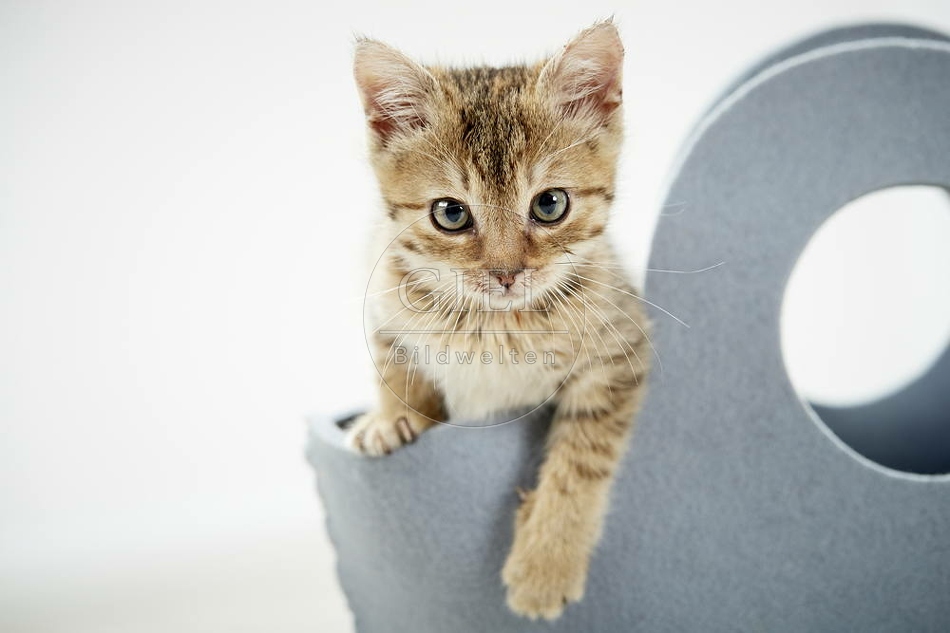 105494 junge Hauskatze