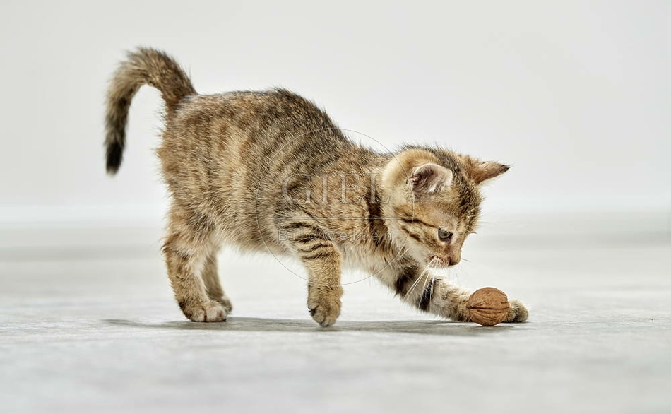 105496 junge Hauskatze