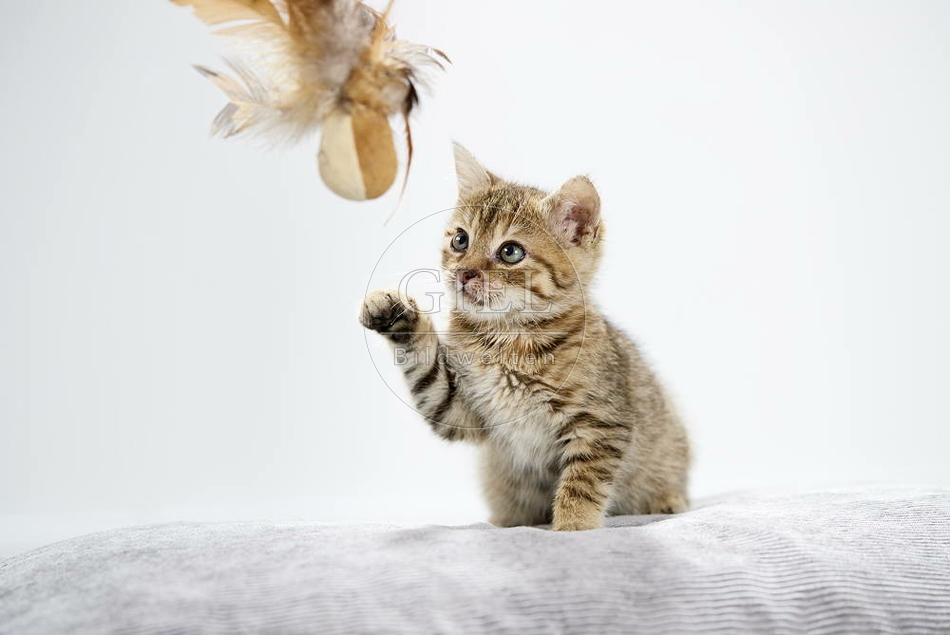 105500 junge Hauskatze