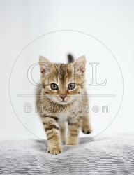 105501 junge Hauskatze