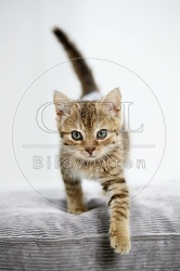 105502 junge Hauskatze