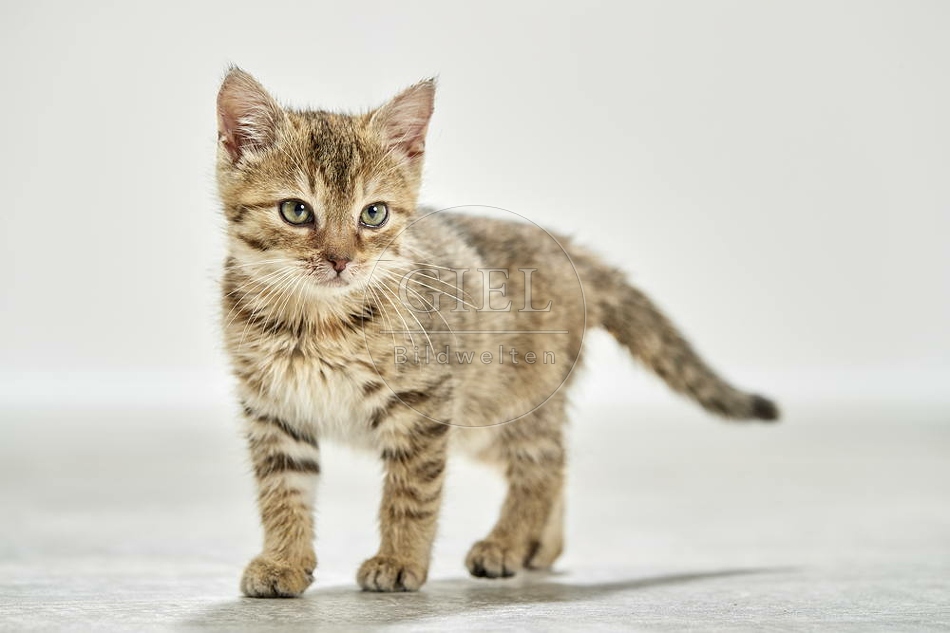 105503 junge Hauskatze