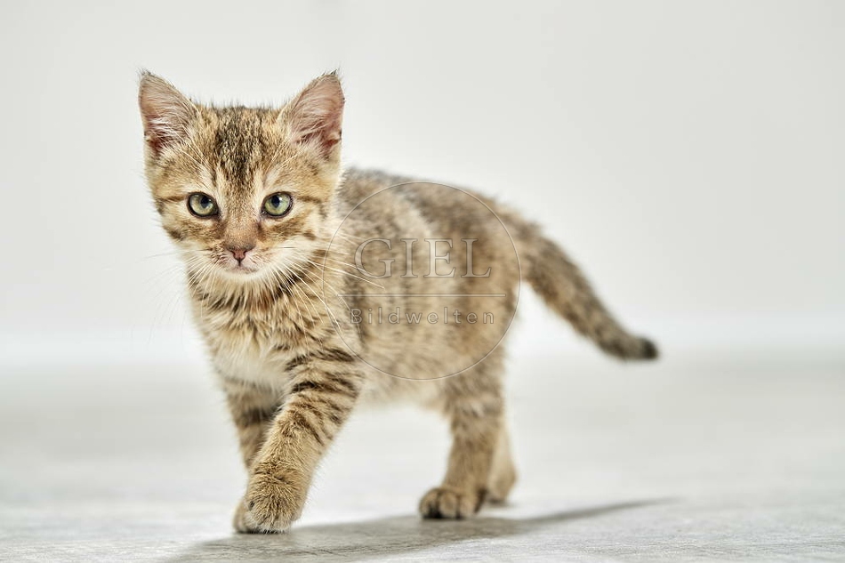 105504 junge Hauskatze