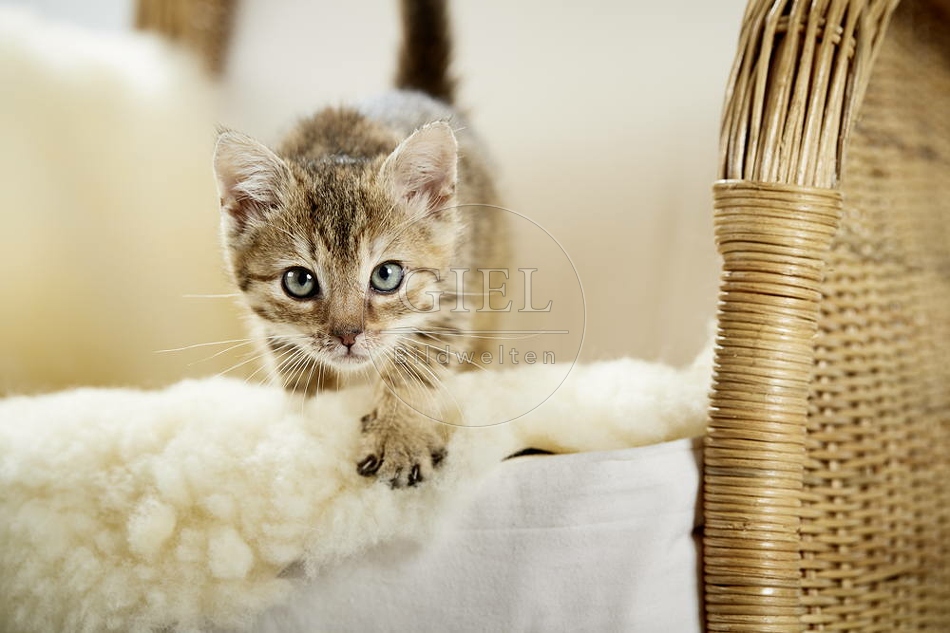 105505 junge Hauskatze