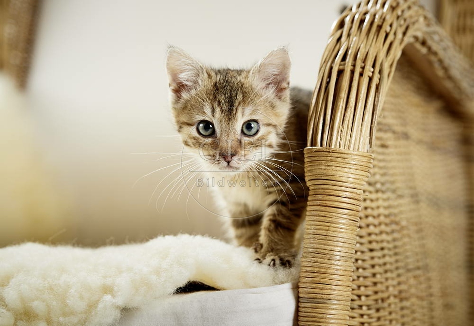 105506 junge Hauskatze