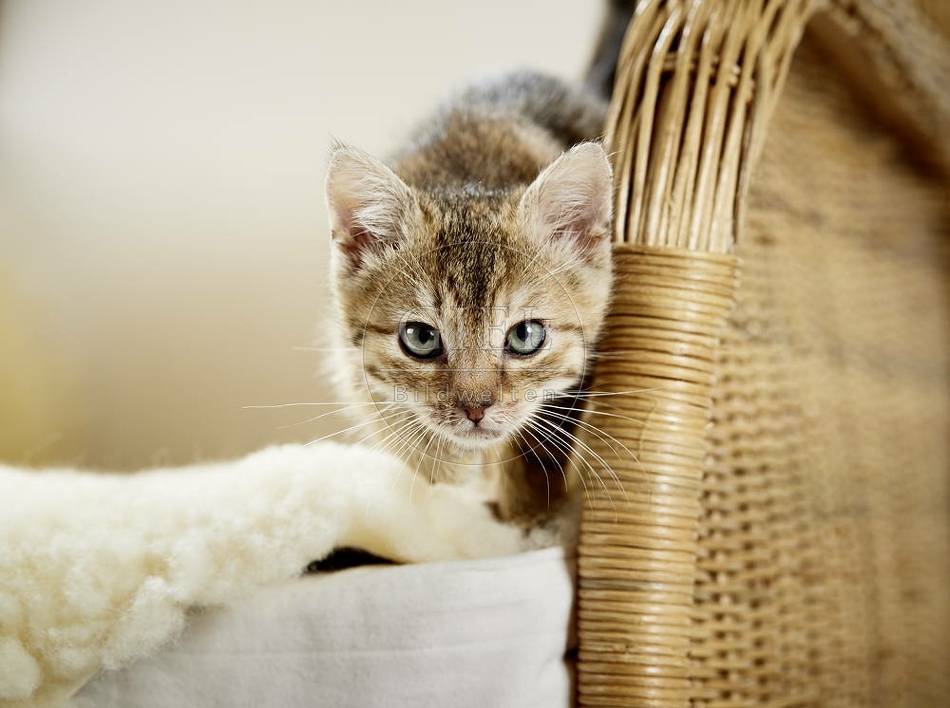 105507 junge Hauskatze