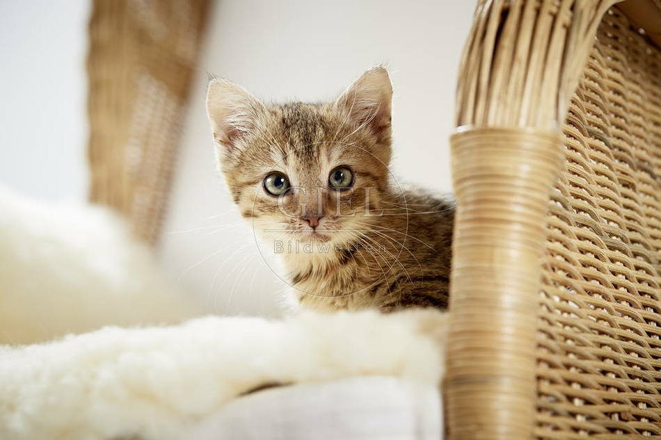 105508 junge Hauskatze