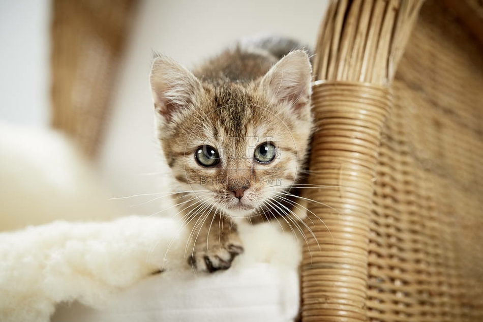 105509 junge Hauskatze