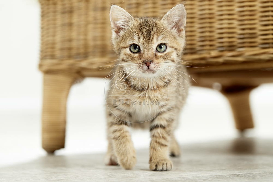 105515 junge Hauskatze