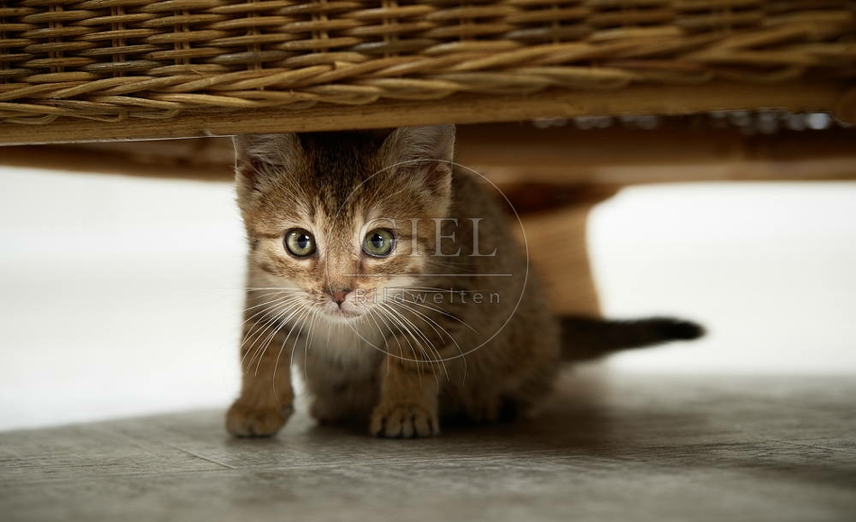 105516 junge Hauskatze