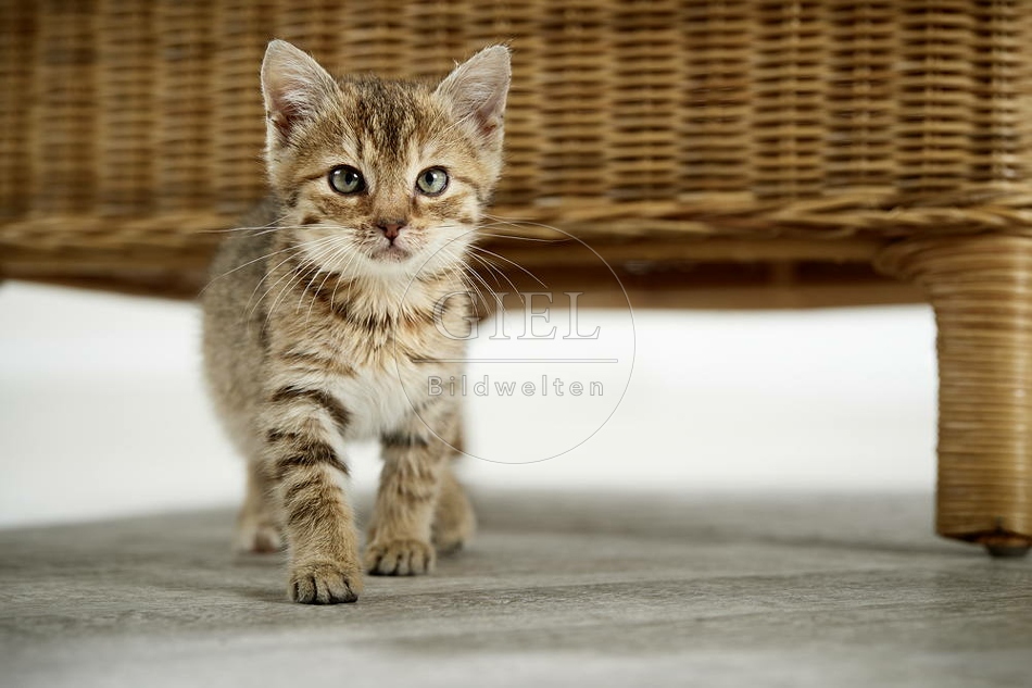 105517 junge Hauskatze