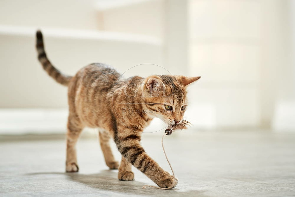 106186 junge Hauskatze