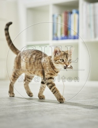 106187 junge Hauskatze