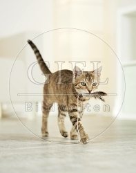 106188 junge Hauskatze