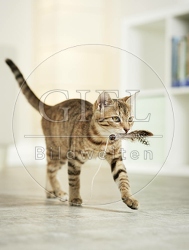 106189 junge Hauskatze