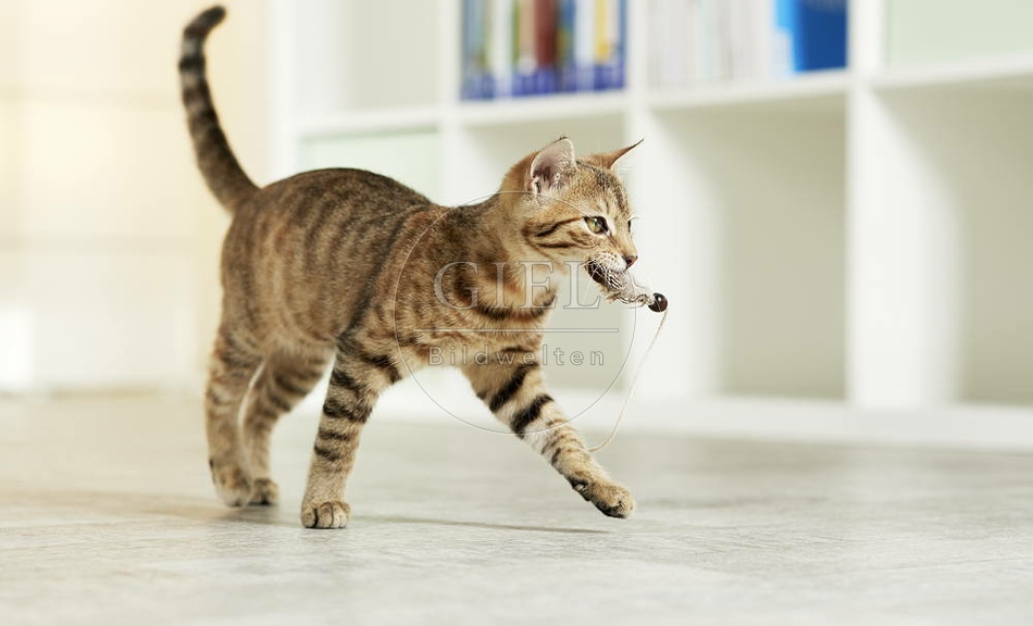 106190 junge Hauskatze