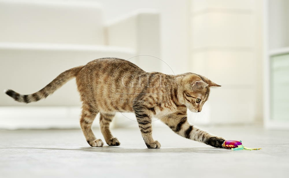 106191 junge Hauskatze