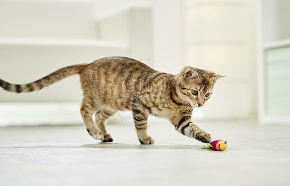 106192 junge Hauskatze