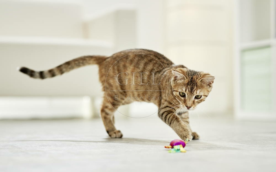 106193 junge Hauskatze