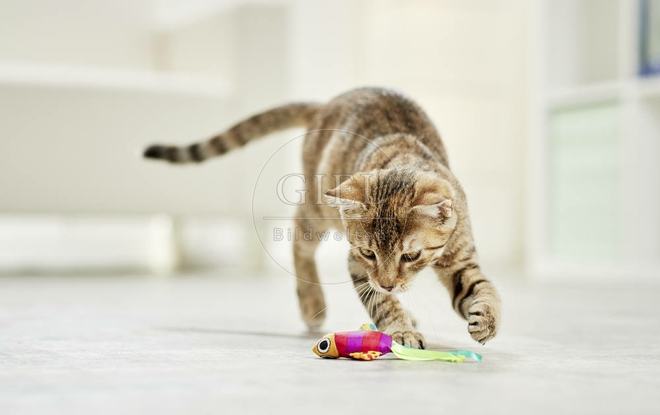 106194 junge Hauskatze