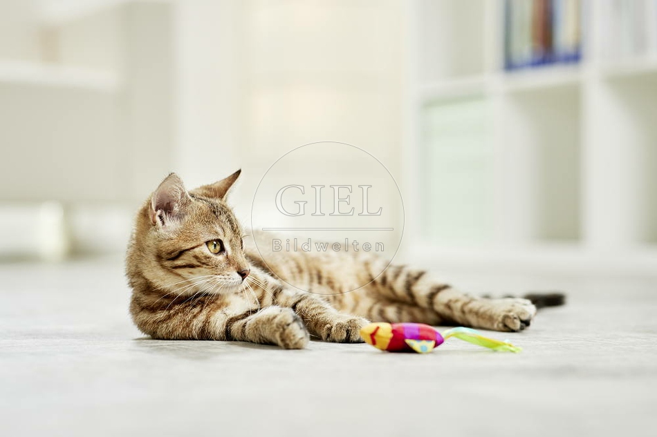 106195 junge Hauskatze