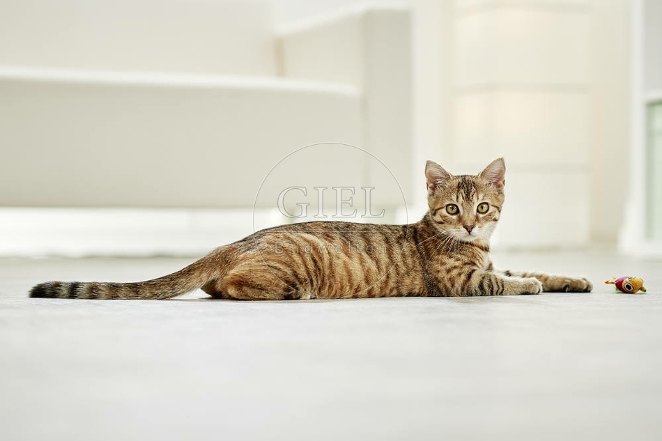 106196 junge Hauskatze