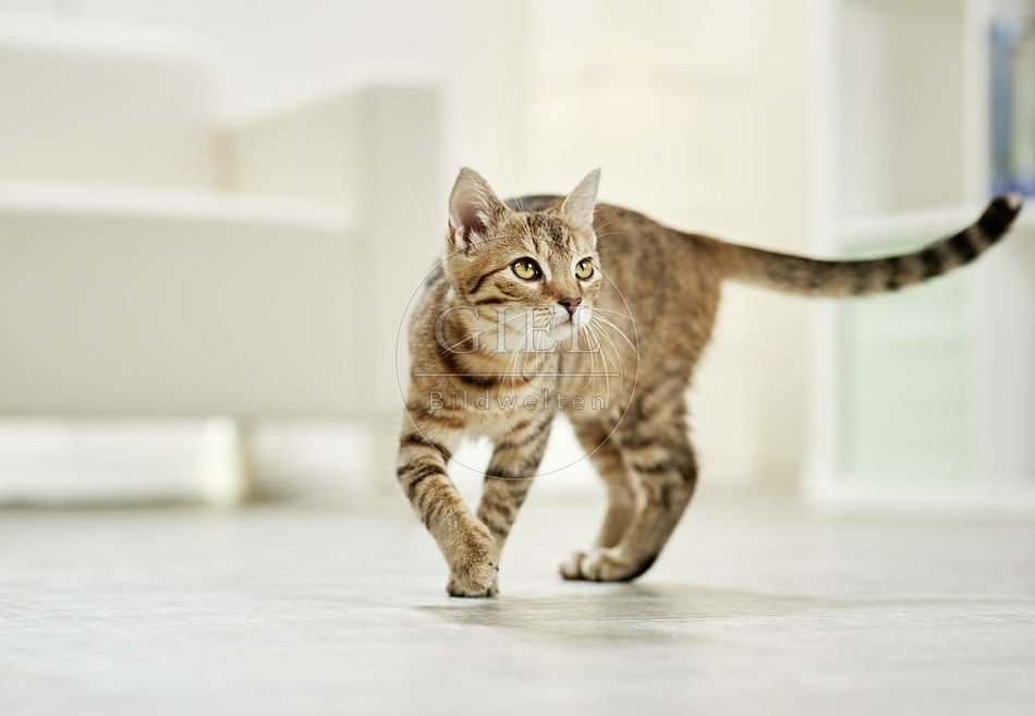 106197 junge Hauskatze