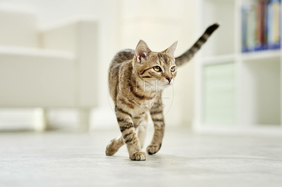 106198 junge Hauskatze