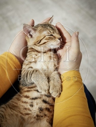 106199 junge Hauskatze