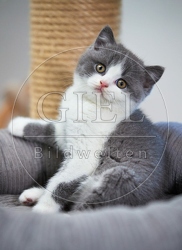 109292 Britisch Kurzhaar Kätzchen