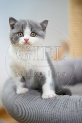 109293 Britisch Kurzhaar Kätzchen