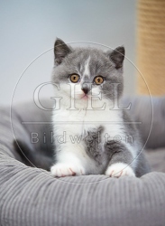 109294 Britisch Kurzhaar Kätzchen