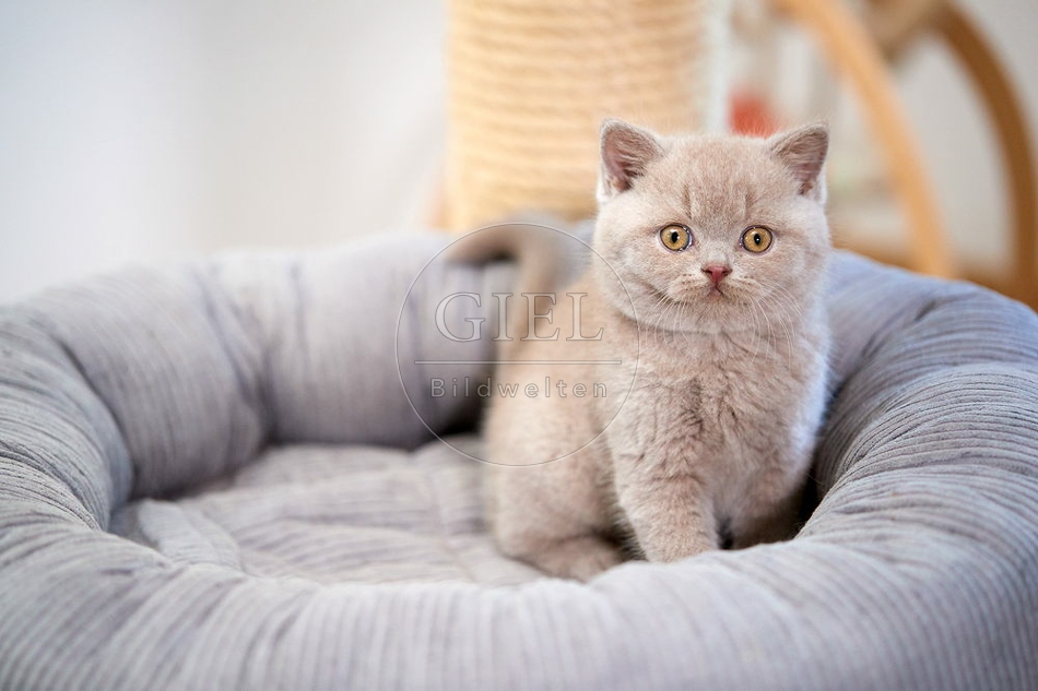 109295 Britisch Kurzhaar Kätzchen