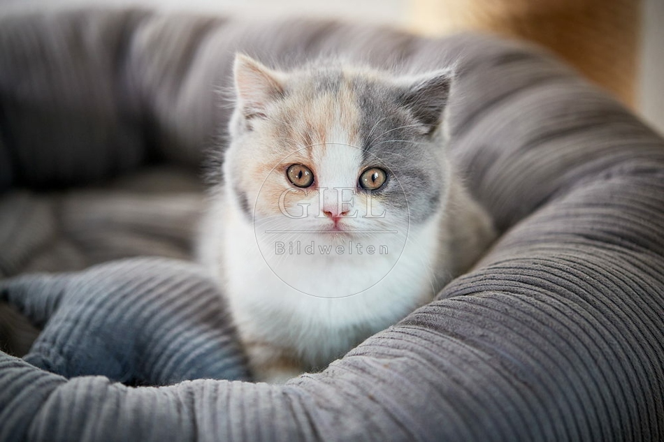 109296 Britisch Kurzhaar Kätzchen