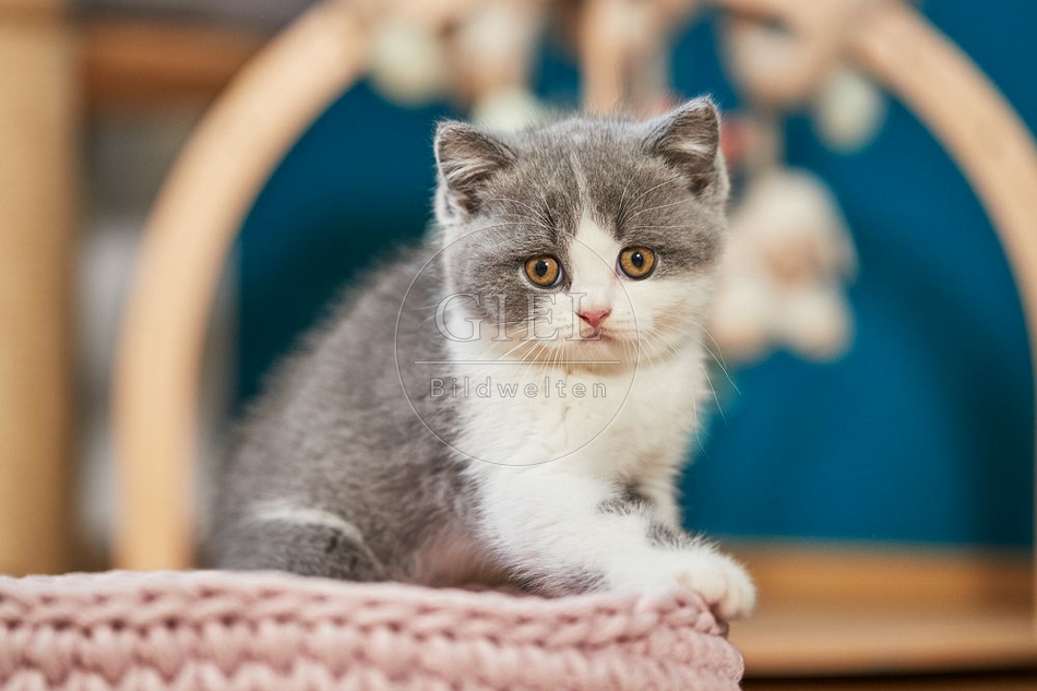 109297 Britisch Kurzhaar Kätzchen