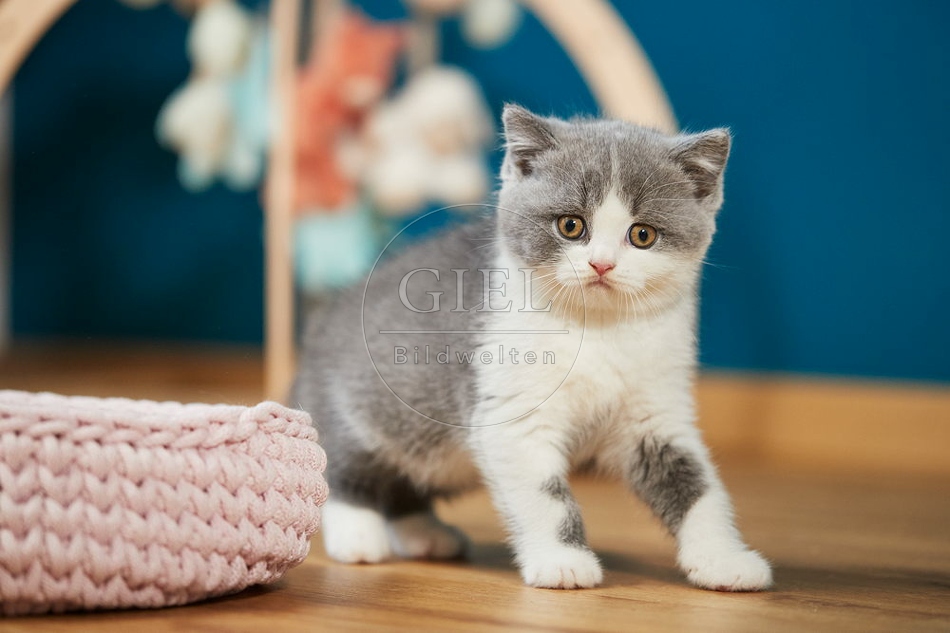109298 Britisch Kurzhaar Kätzchen