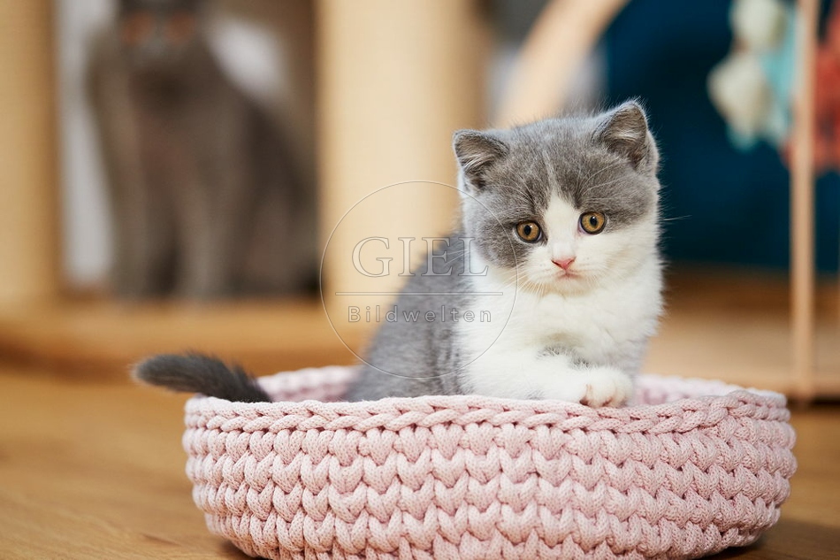 109299 Britisch Kurzhaar Kätzchen