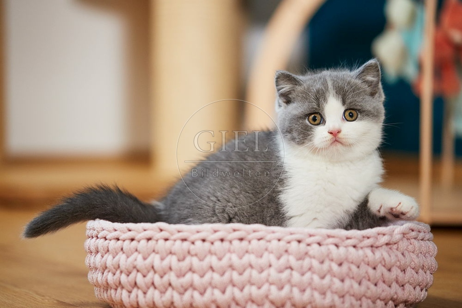 109300 Britisch Kurzhaar Kätzchen